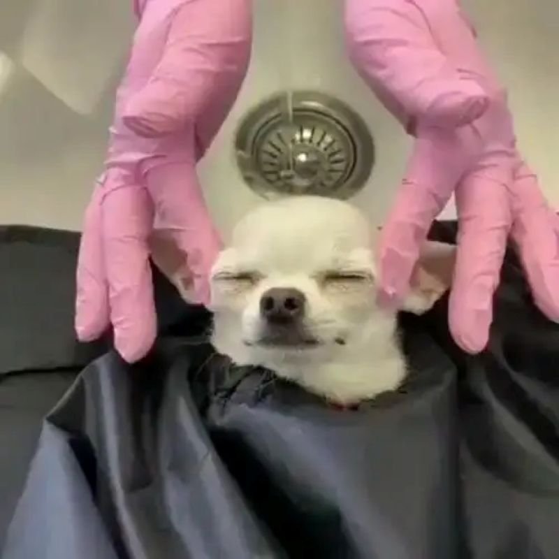 meme chihuahua hài hước được yêu thích