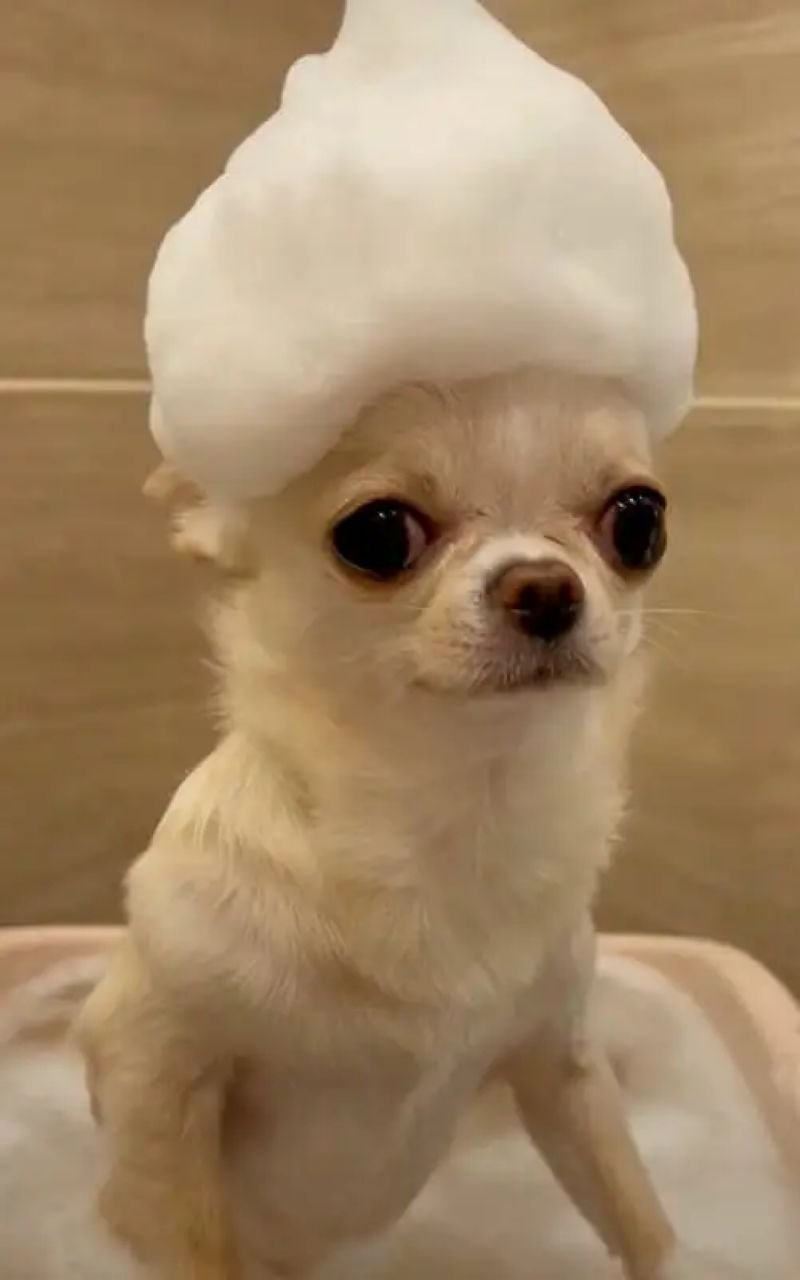 meme chihuahua hài hước nhất hôm nay