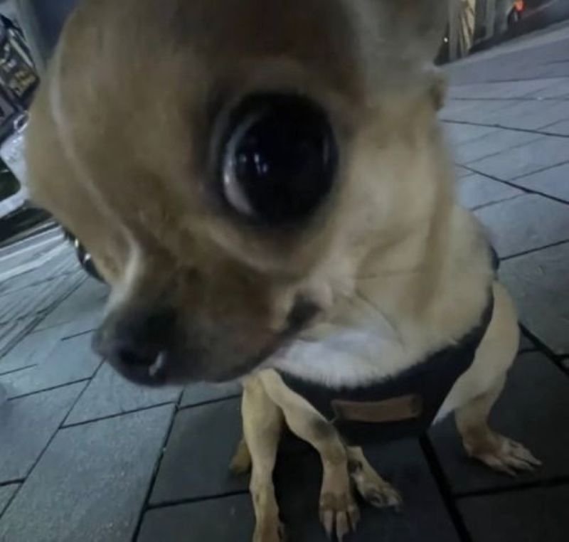 meme chihuahua khiến dân mạng bật cười