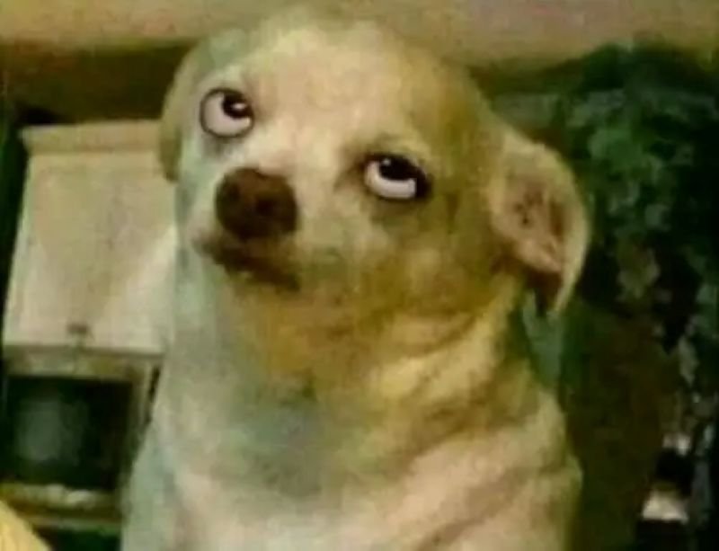 meme chihuahua khiến người xem thích thú