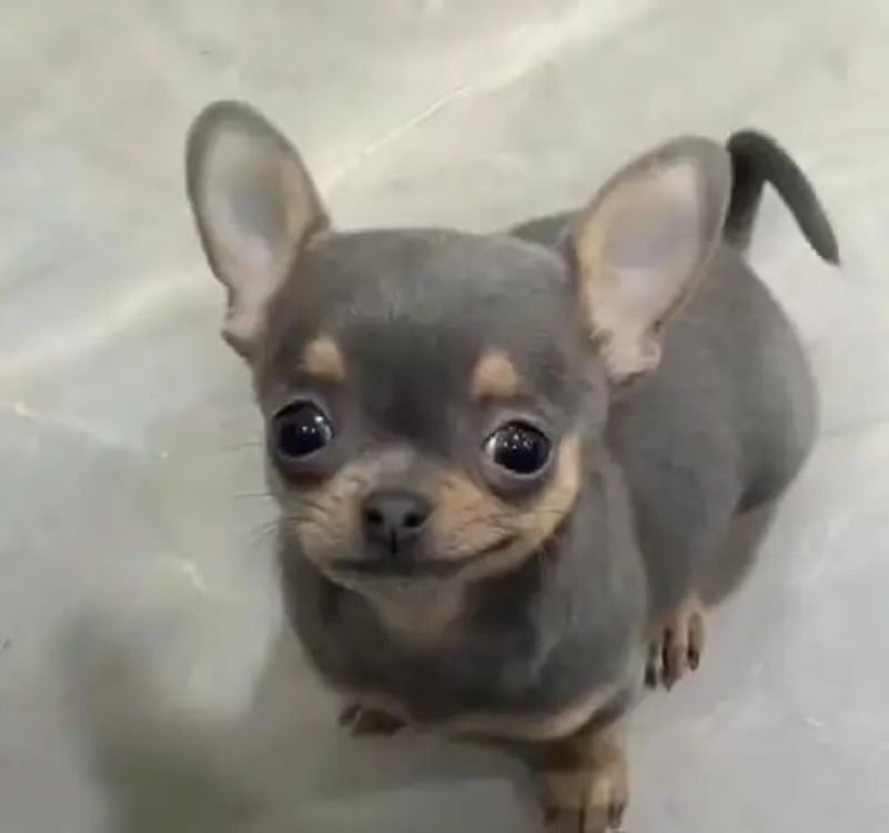 meme chihuahua khoảnh khắc cực kỳ đáng yêu