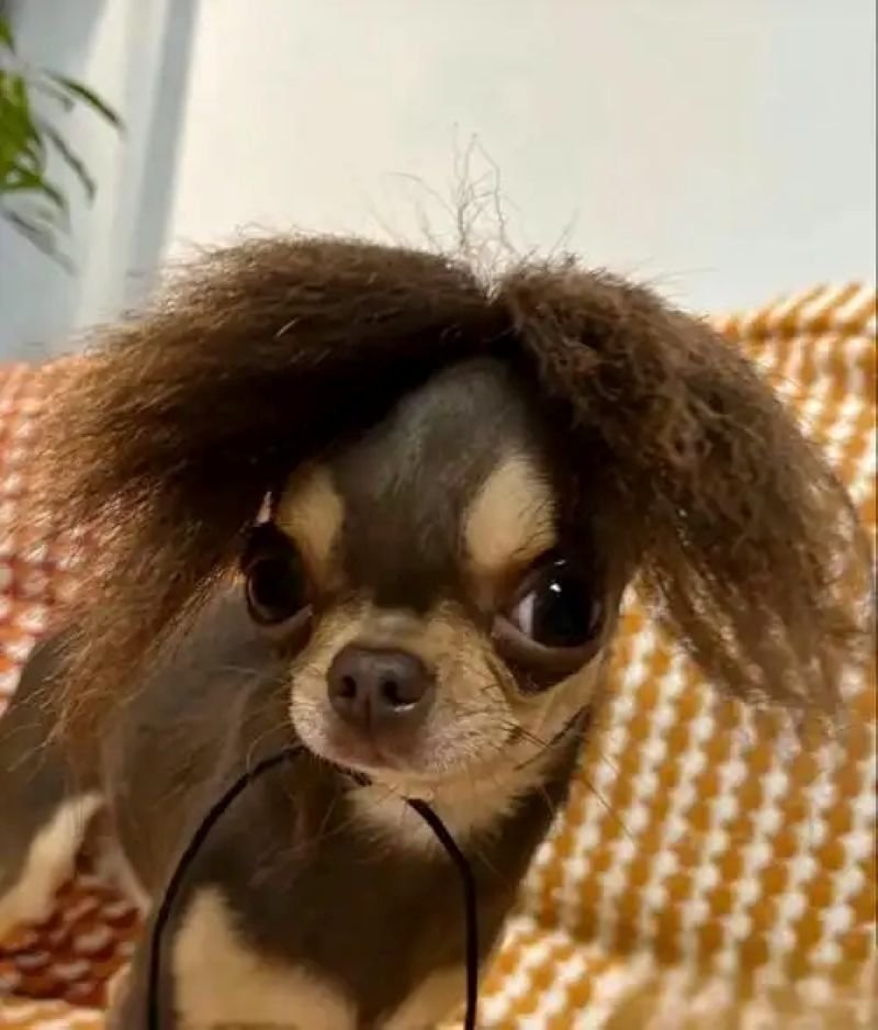 meme chihuahua khoảnh khắc hài khó quên