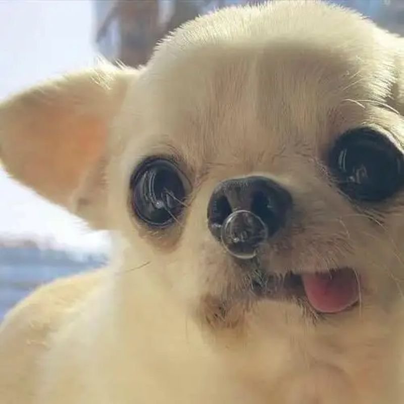 meme chihuahua khoảnh khắc viral cực đáng yêu