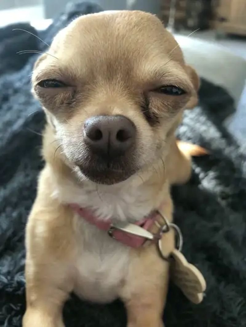 meme chihuahua mặt ngơ cực hài