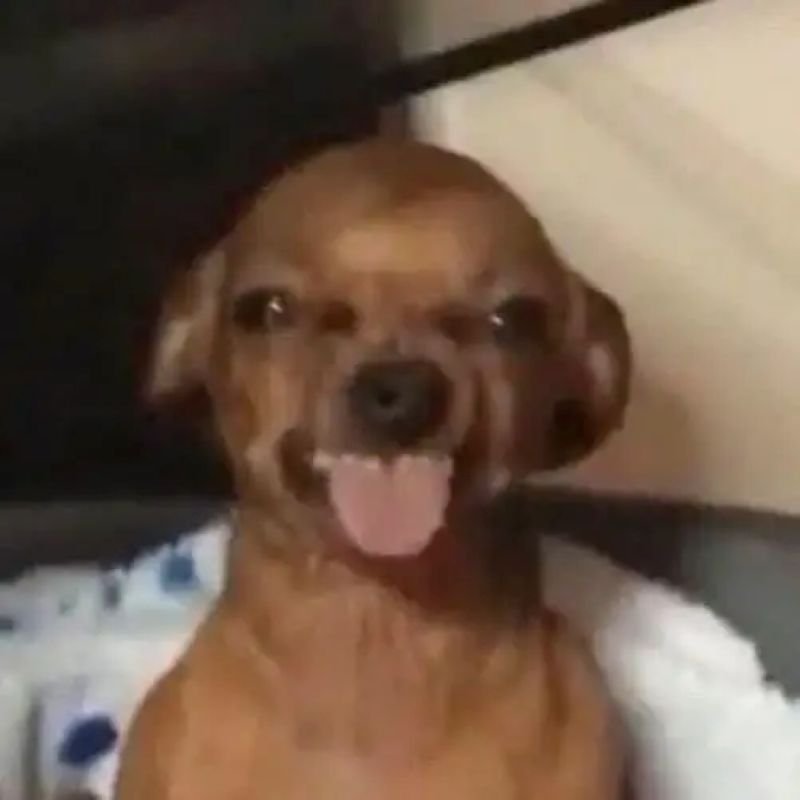 meme chihuahua nổi bật trên mạng xã hội