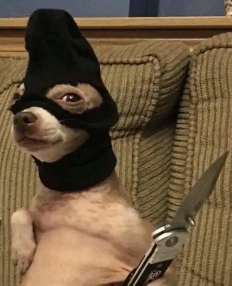 meme chihuahua siêu hài trên mạng
