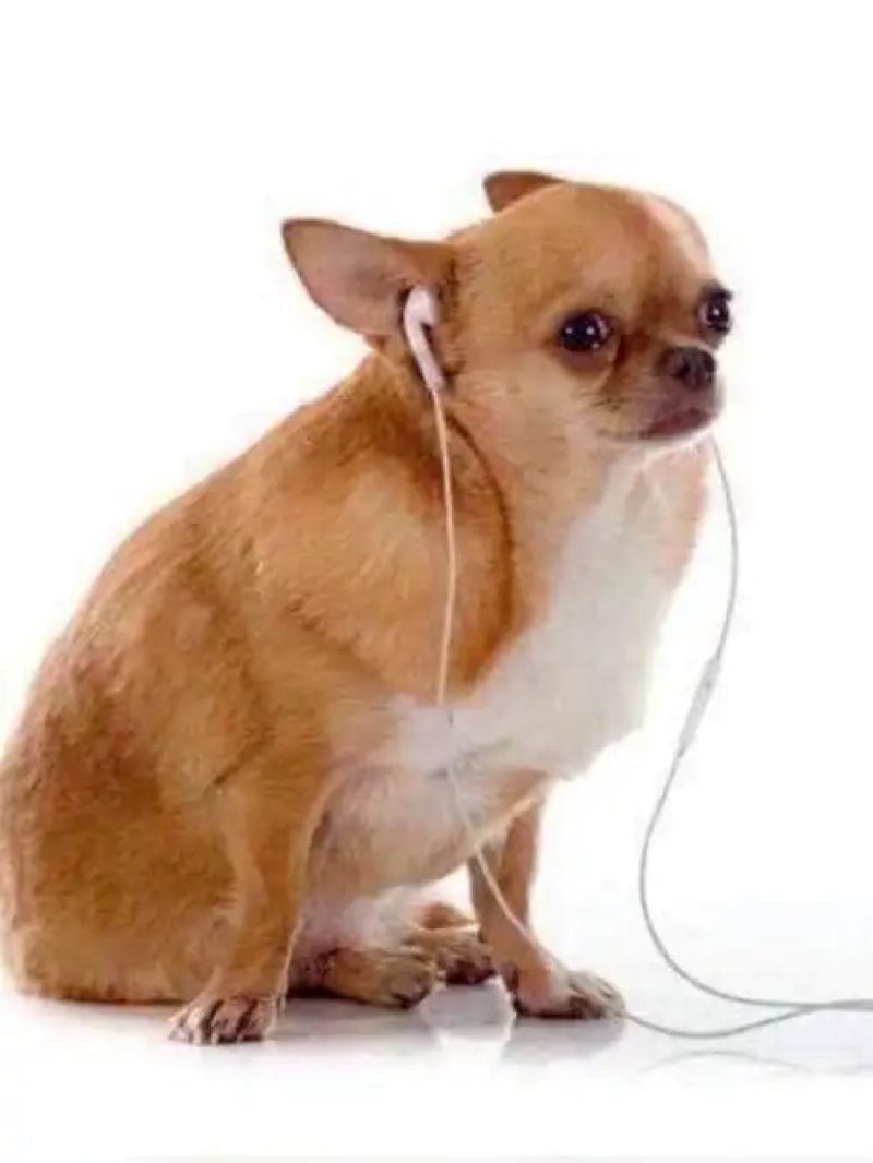 meme chihuahua siêu lầy khiến dân mạng thích