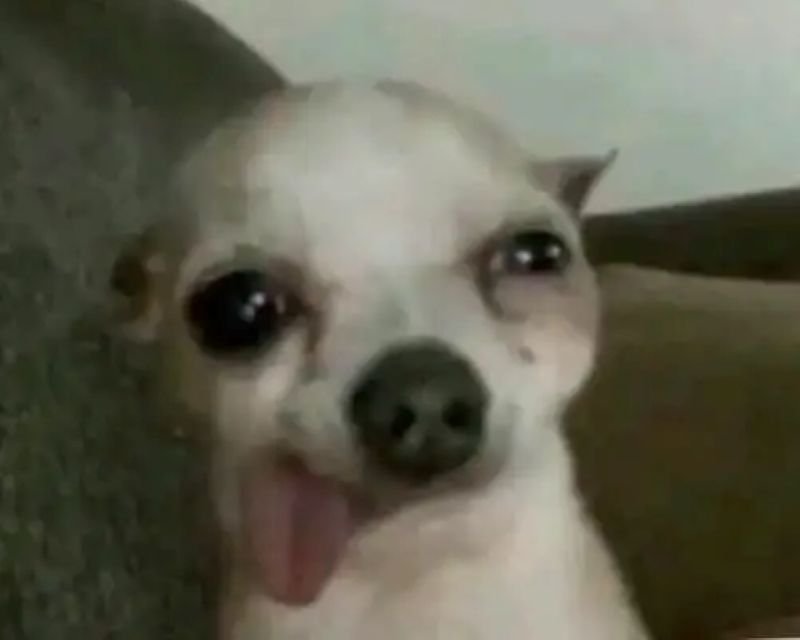 meme chihuahua tạo tiếng cười cực mạnh