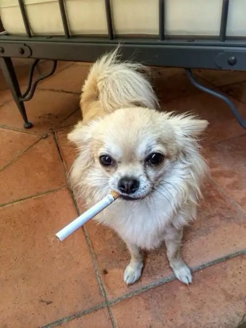 meme chihuahua với biểu cảm khó đỡ