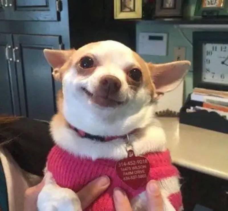 meme chihuahua với khoảnh khắc siêu lầy