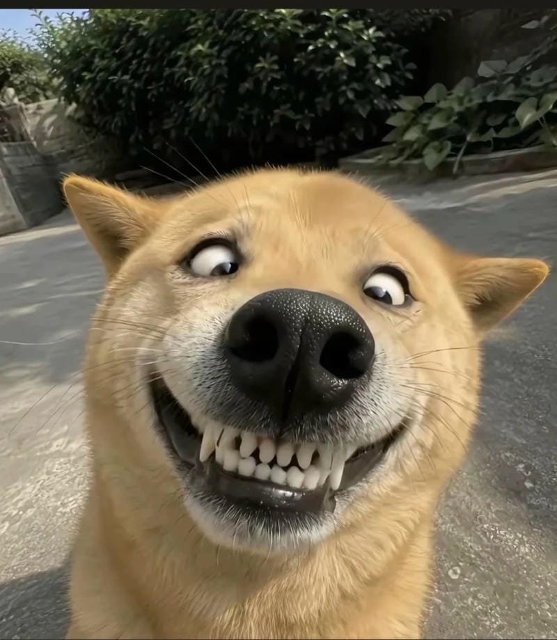 meme chó cười banh nóc cực hài meme chó cười banh nóc cực hài