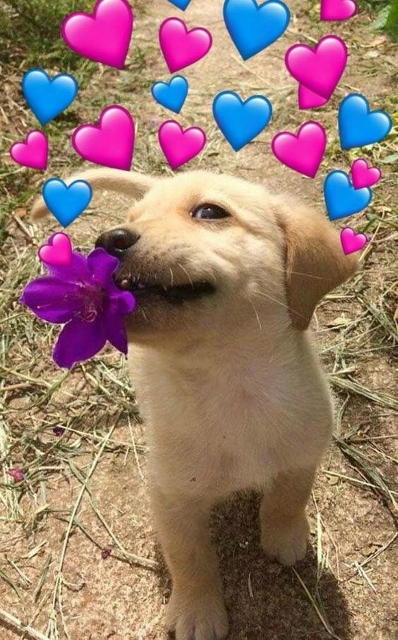 meme chó cười nhìn là muốn xỉu meme chó cười nhìn là muốn xỉu