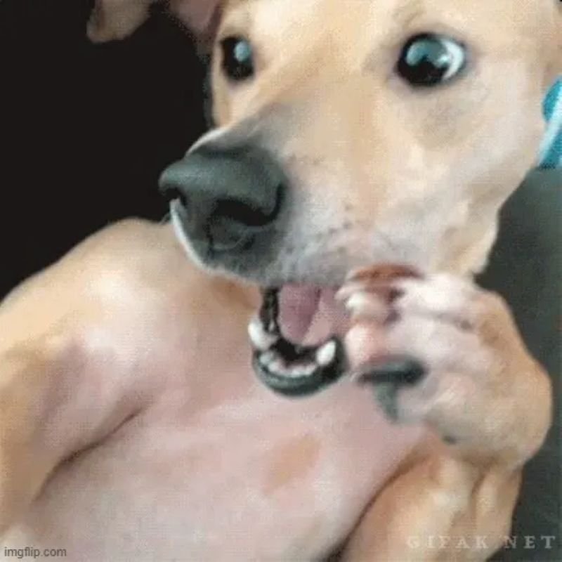 meme chó cute đang gây sốt meme chó cute đang gây sốt