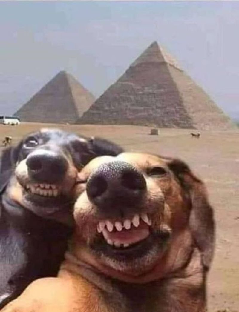 meme chó diễn sâu cực kỳ hài meme chó diễn sâu cực kỳ hài