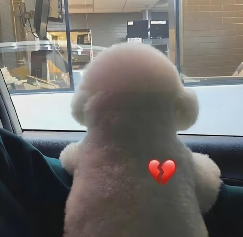 meme chờ đợi giữa trời mưa