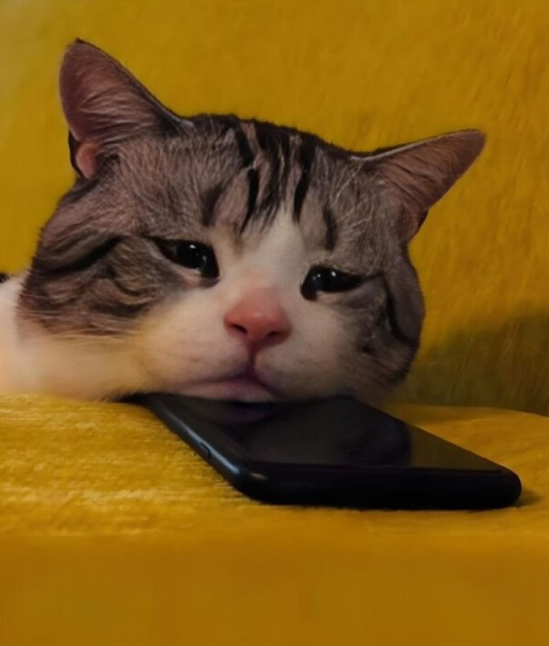 meme chờ đợi nhưng bị cho leo
