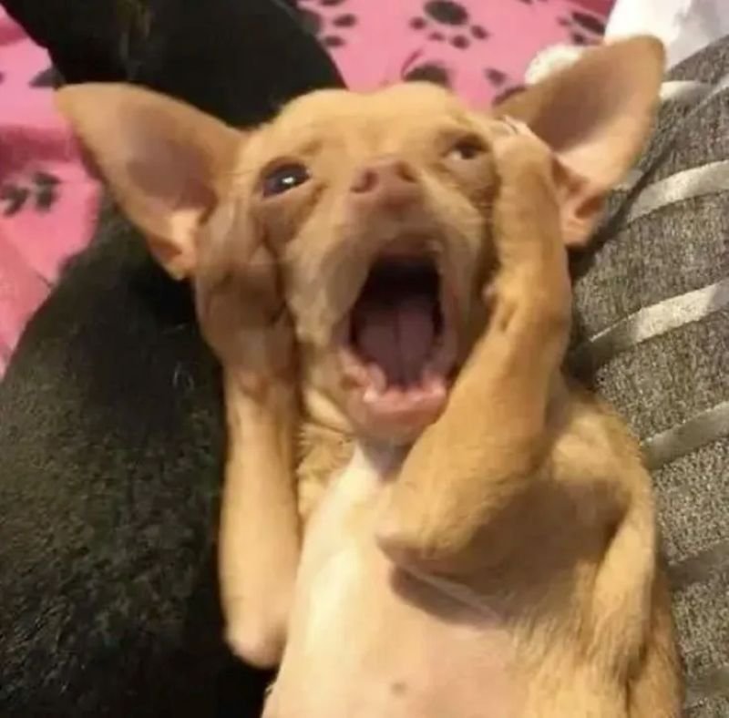 meme chó hài hước khiến dân mạng thích meme chó hài hước khiến dân mạng thích