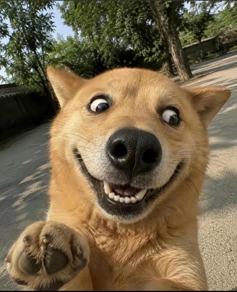 meme chó hài hước viral trên mạng meme chó hài hước viral trên mạng