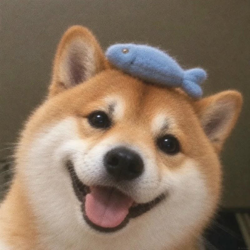 meme chó hài khiến bạn bật cười meme chó hài khiến bạn bật cười