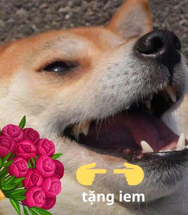 meme chó ngơ ngác siêu hài hước meme chó ngơ ngác siêu hài hước