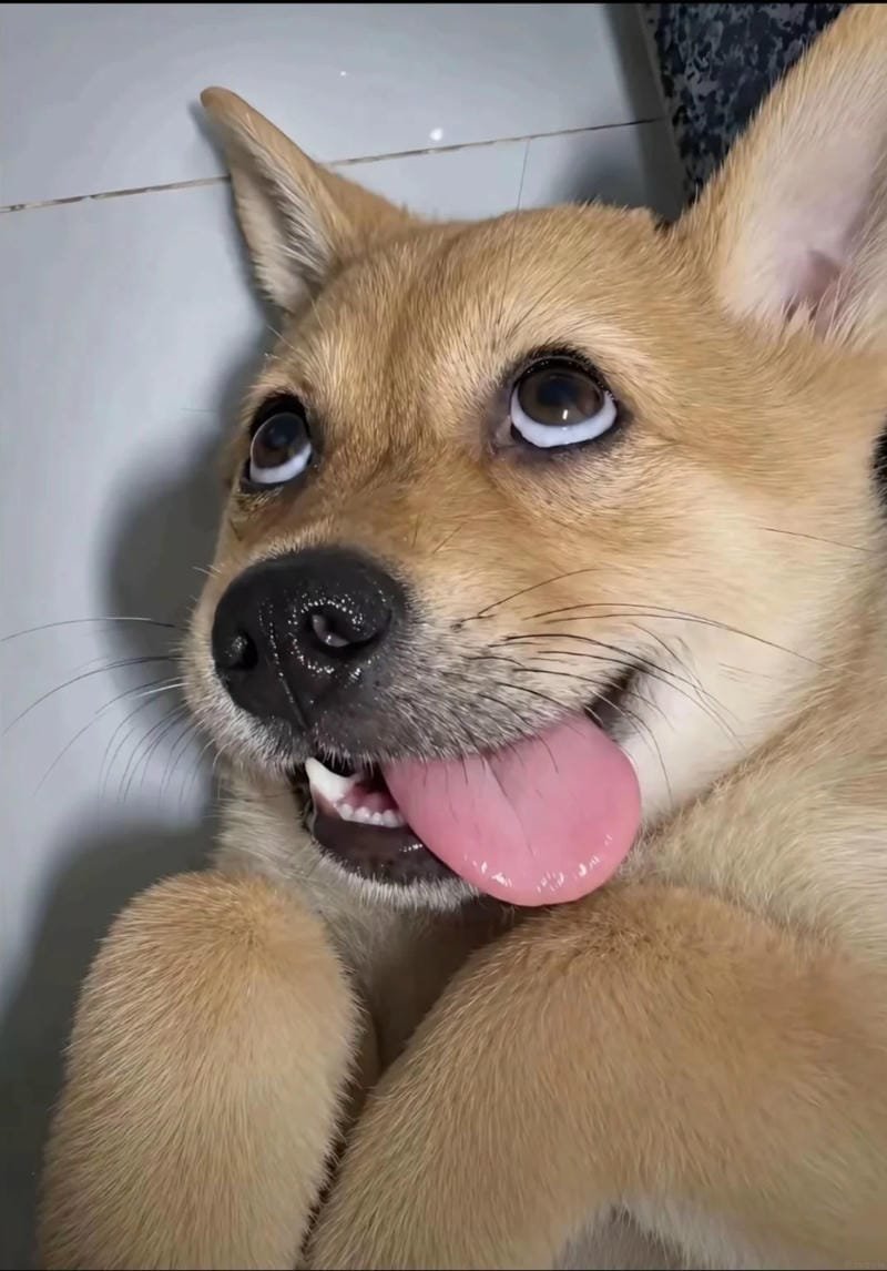 meme chó ngơ ngác trước mọi chuyện meme chó ngơ ngác trước mọi chuyện