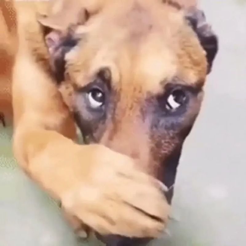 meme chó nhìn đời đầy bất lực meme chó nhìn đời đầy bất lực