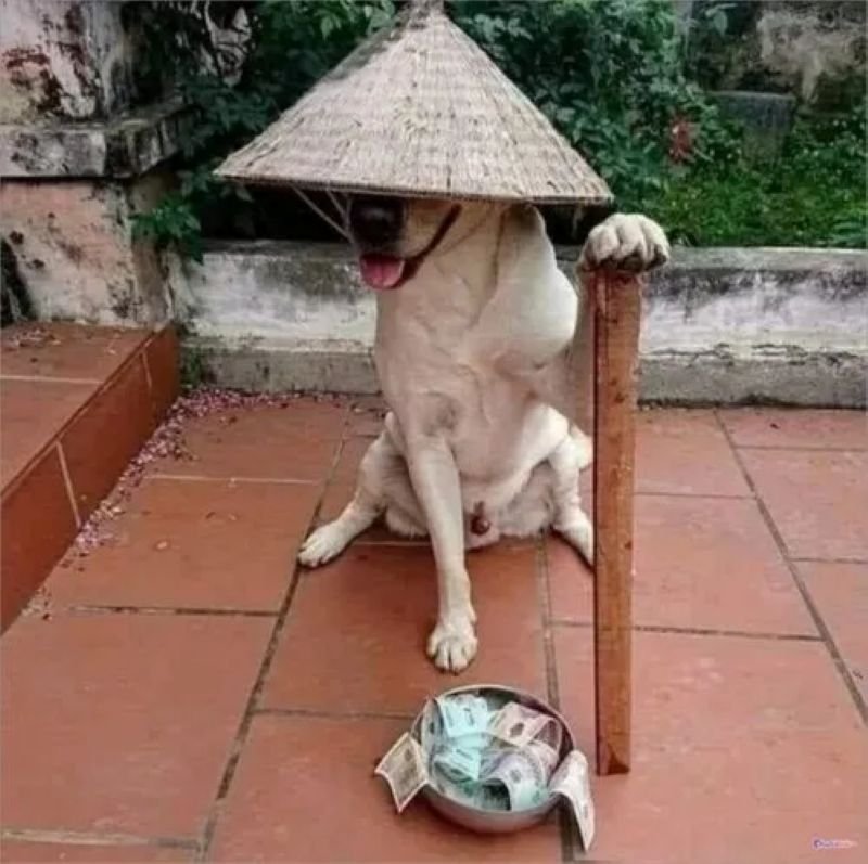 meme chó troll cực mạnh trên mạng meme chó troll cực mạnh trên mạng