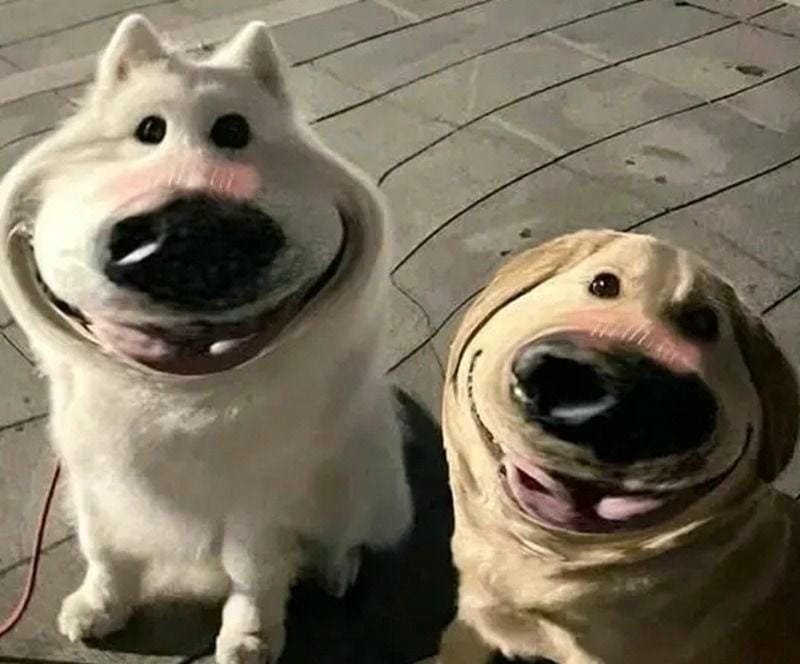 meme chó tức giận nhìn cực hài meme chó tức giận nhìn cực hài