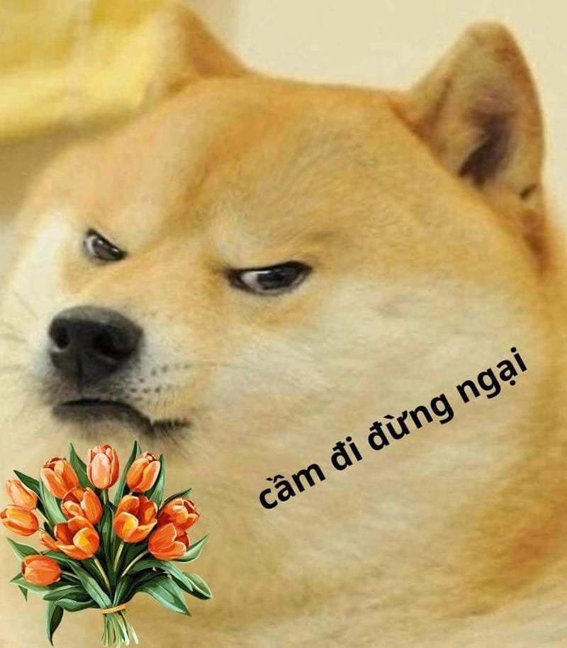meme chó với biểu cảm bá đạo meme chó với biểu cảm bá đạo