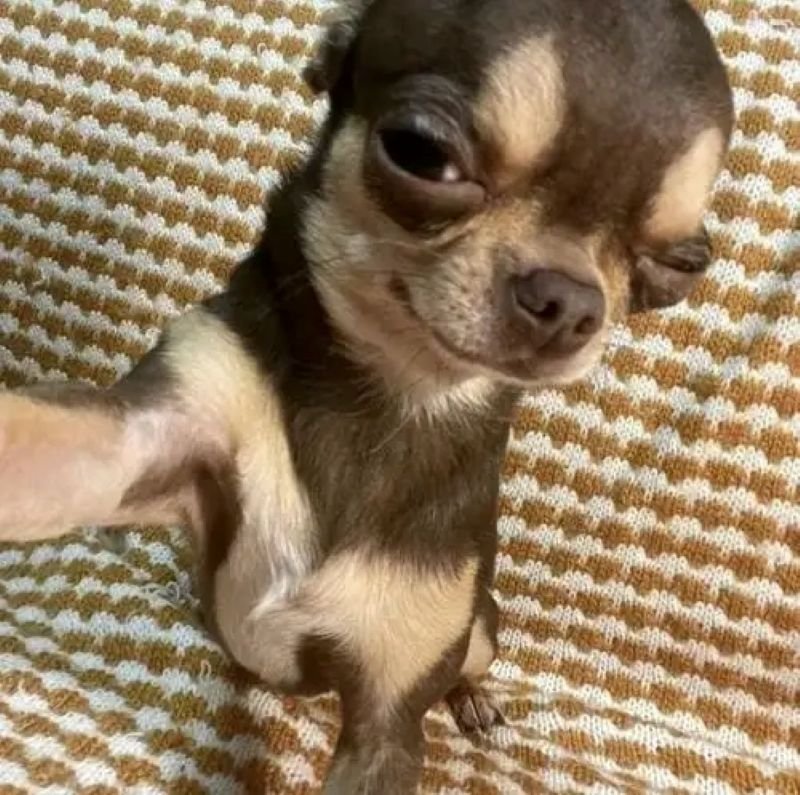 meme chó với gương mặt khó đỡ meme chó với gương mặt khó đỡ