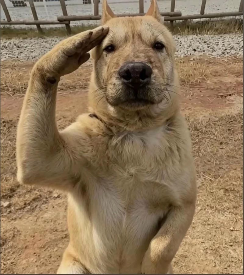 meme chó với loạt khoảnh khắc bá đạo meme chó với loạt khoảnh khắc bá đạo