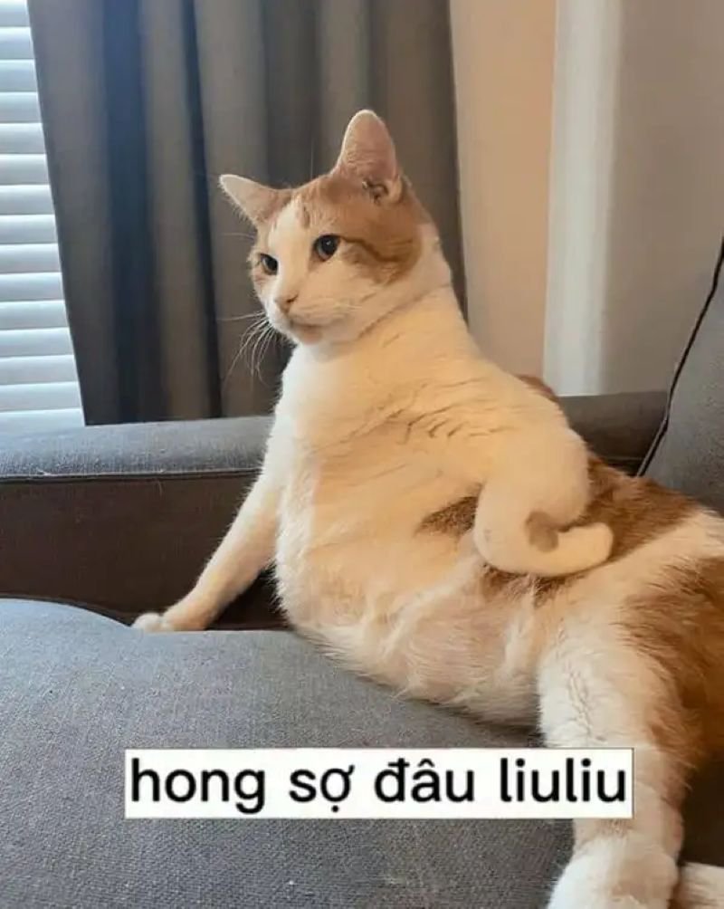 meme chống nạnh cực hợp mọi tình huống