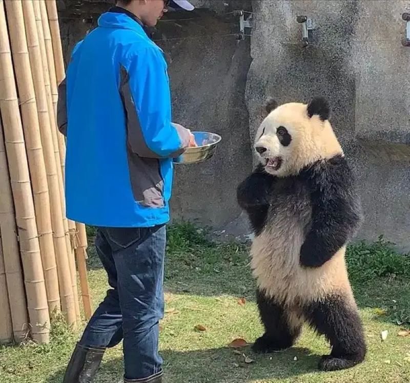 meme chống nạnh nhìn thôi đã buồn cười
