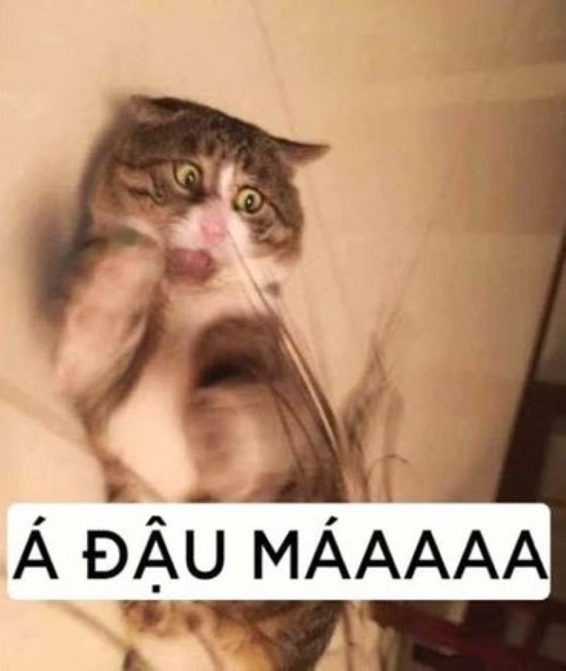 meme chửi cực chất đang gây sốt meme chửi cực chất đang gây sốt