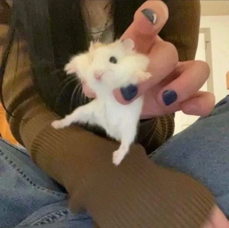 meme chuột biểu cảm siêu hài hước
