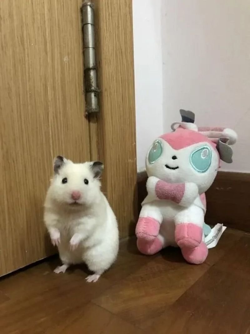 meme chuột cute khiến cộng đồng mạng thích