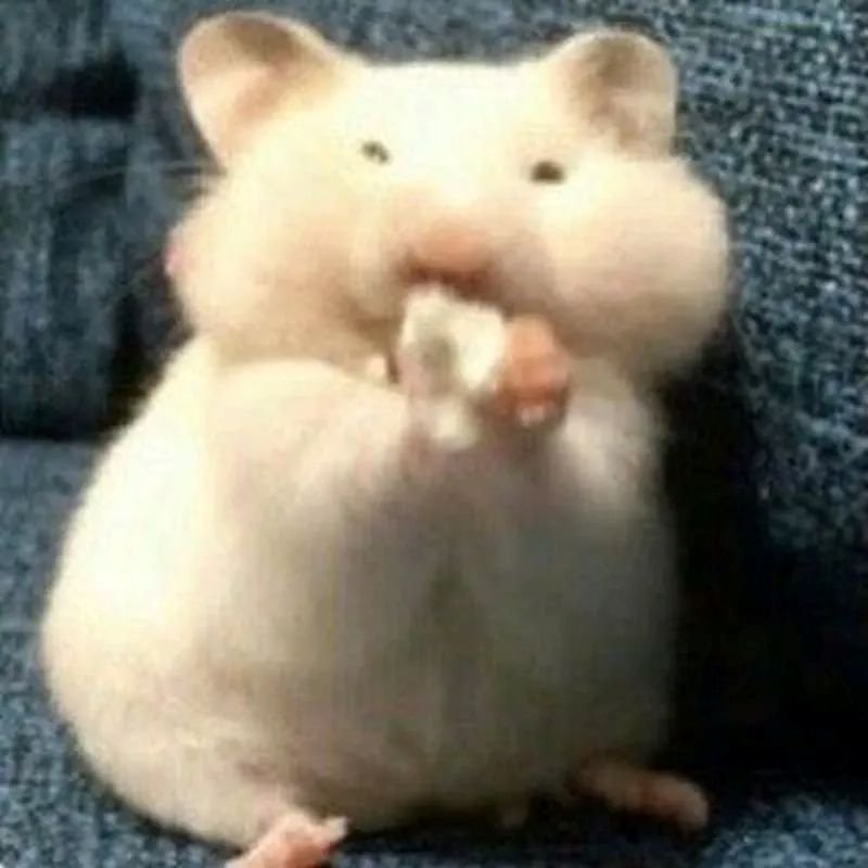 meme chuột đáng yêu nhìn cực cuốn