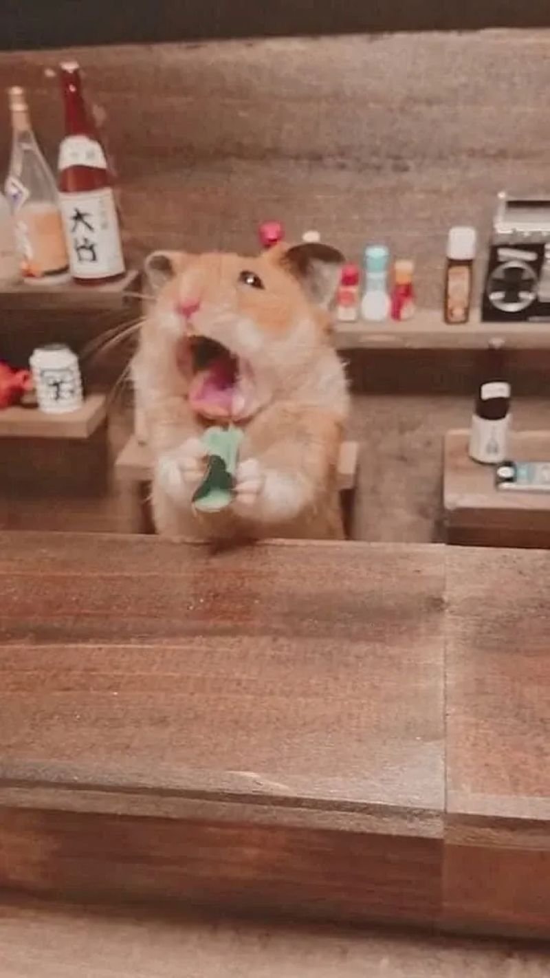 meme chuột nhìn là muốn cười