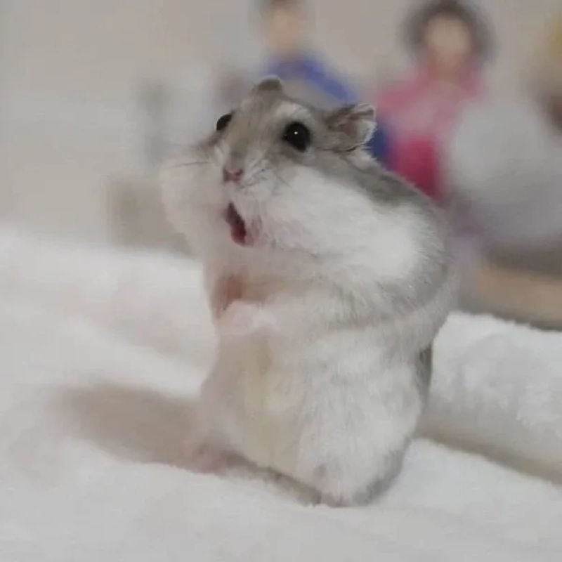 meme chuột reaction cực kỳ hài hước