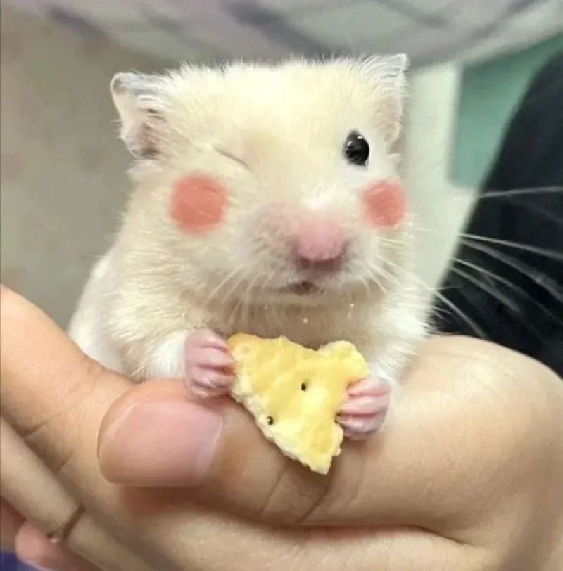 meme chuột tấu hài cực mạnh