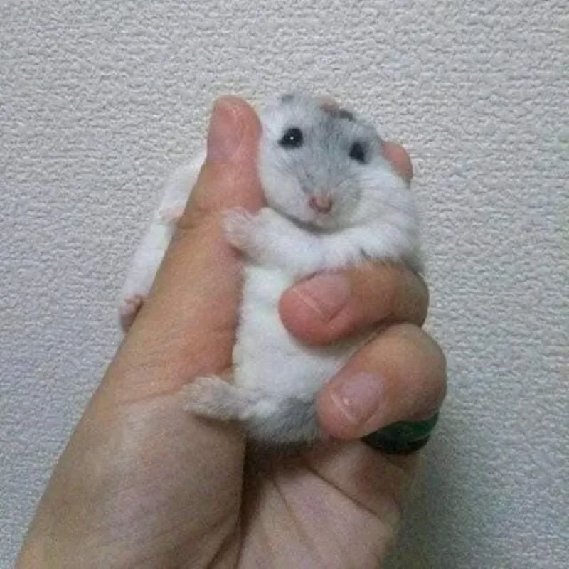 meme chuột với biểu cảm cực viral