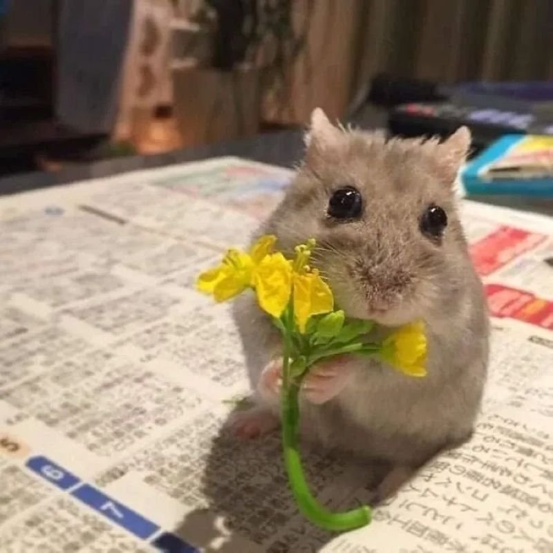 meme chuột với biểu cảm khó đỡ