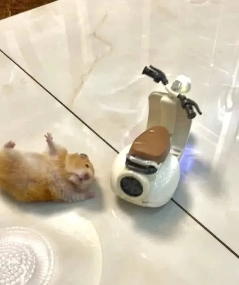meme chuột vui nhộn cực kỳ bắt mắt