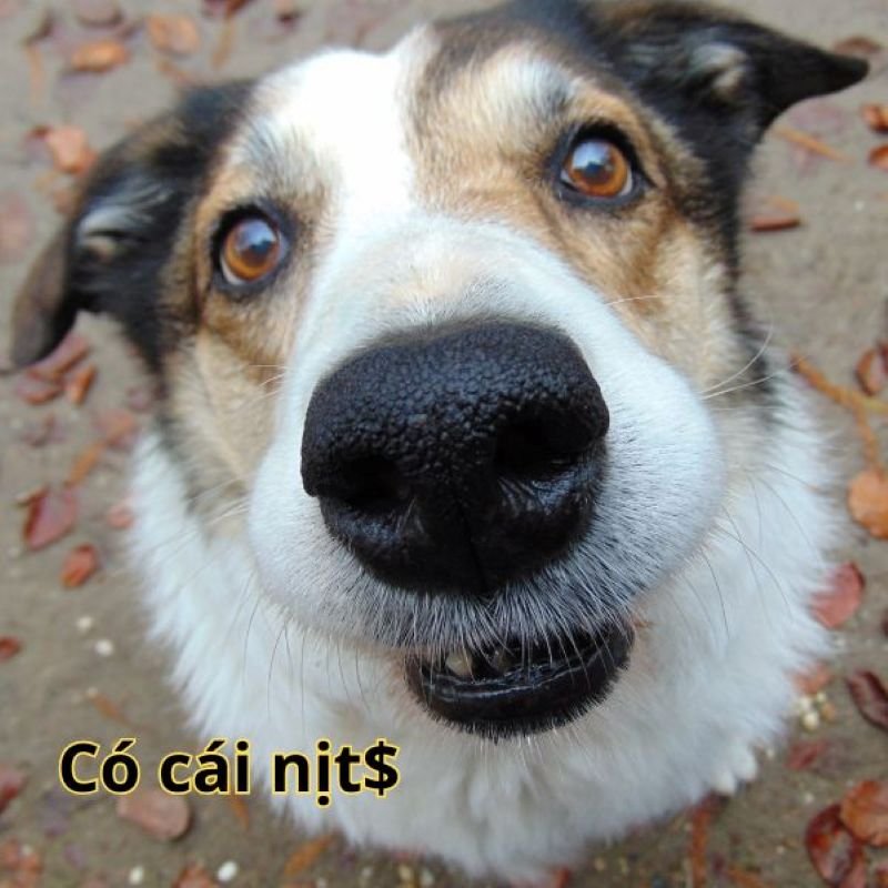 meme có cái nịt gây bão mạng