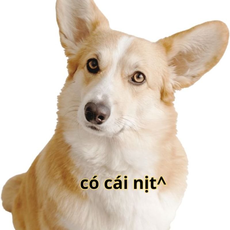 meme có cái nịt lầy lội nhất