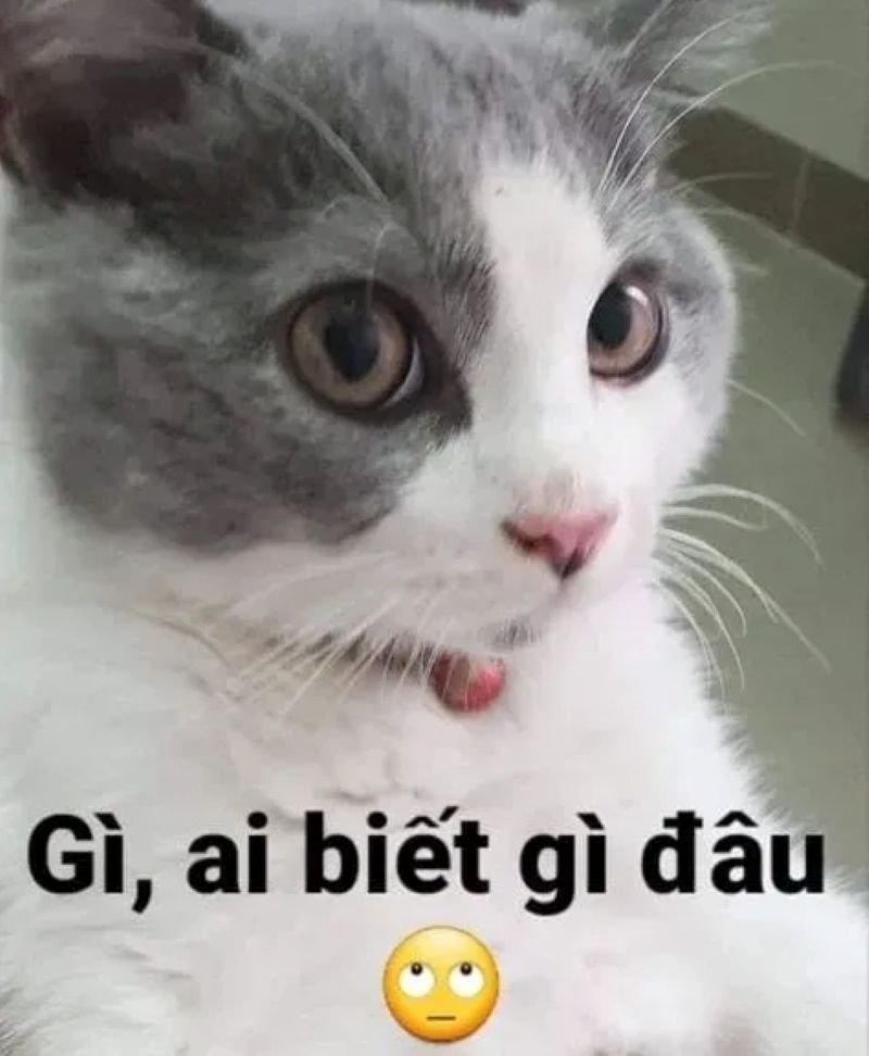 meme cringe hài hước khó đỡ
