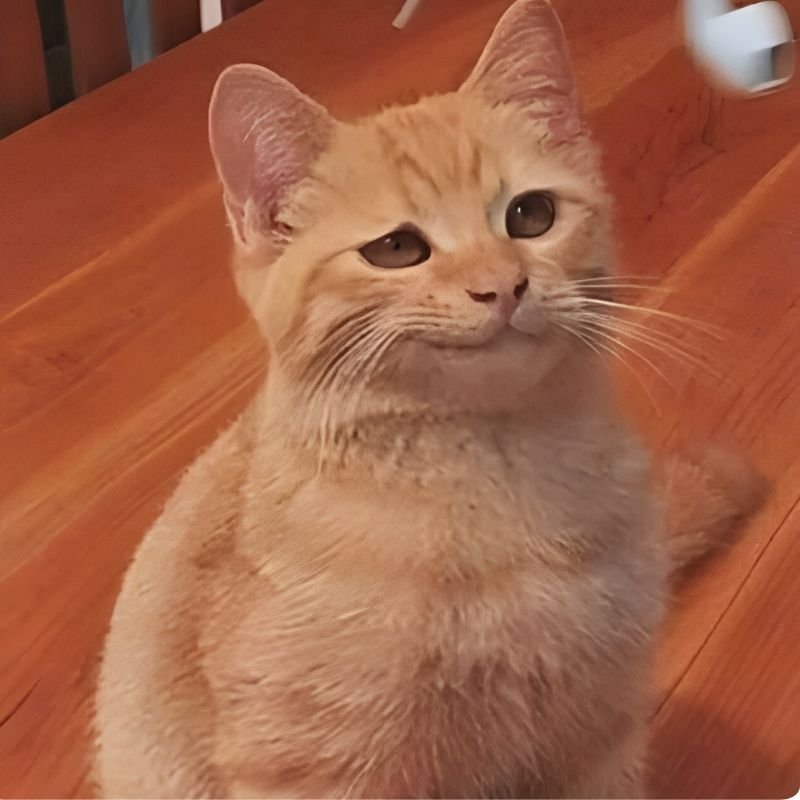 meme cười đểu biểu cảm đầy mỉa mai