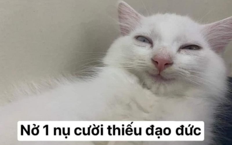 meme cười đểu cực kỳ đáng yêu