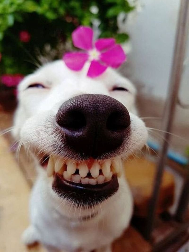 meme cười đểu cực kỳ lầy lội