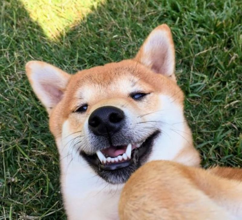meme cười đểu dùng để cà khịa